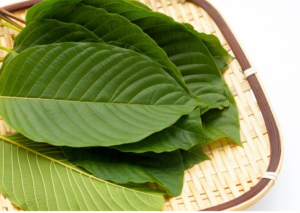 Is Kratom the Holy Grail of Natural Medicine or a Potential Health Hazard?