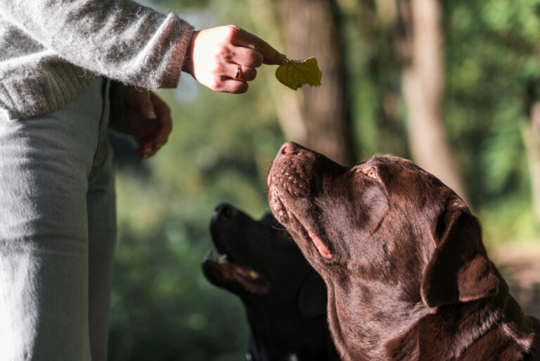 Yoghurt Drops: The Best Dog Treat You Can Give To Your Loved Pets