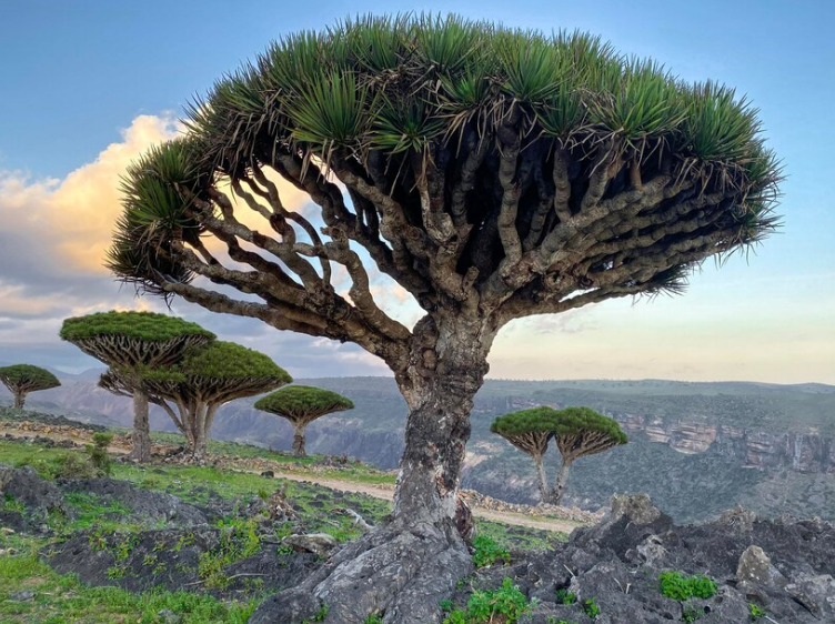 Yemen Socotra tours