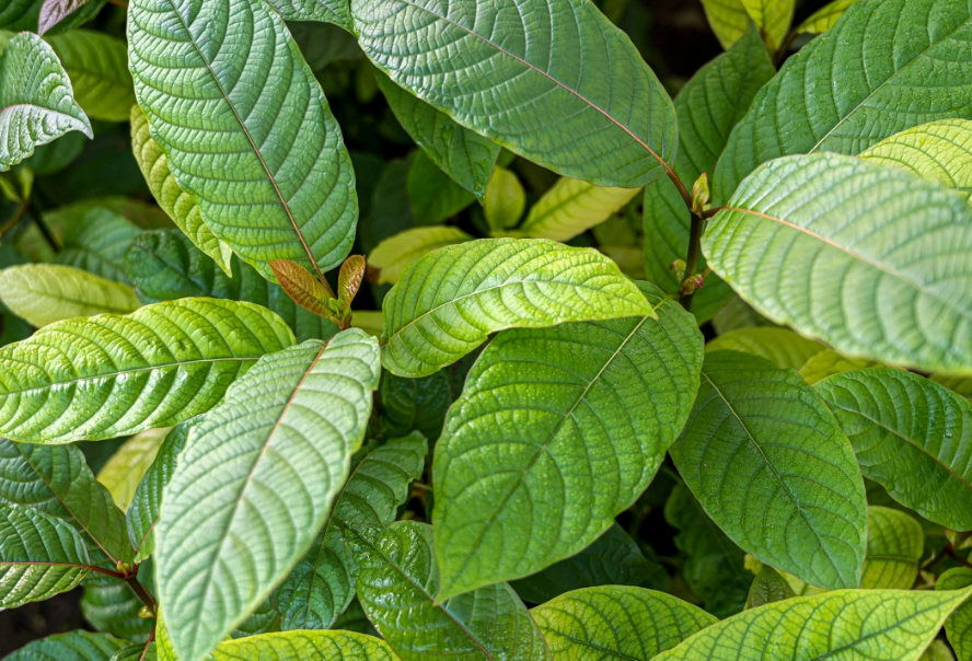 Red Bali Kratom Benefits