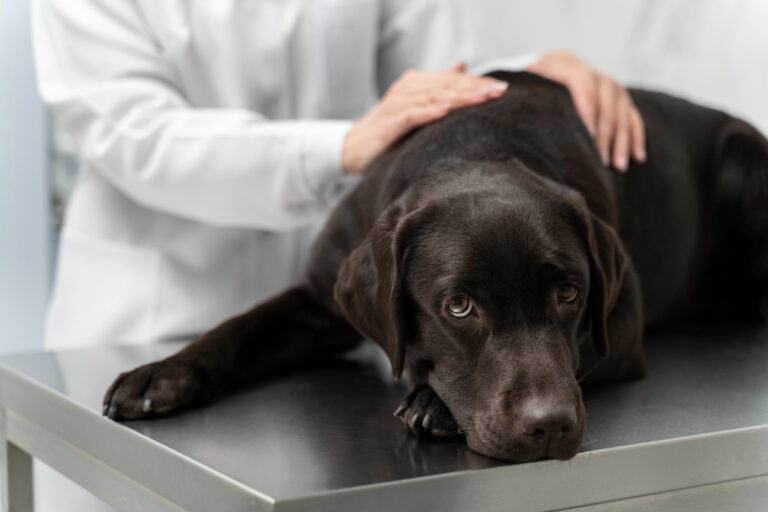 black labs for sale