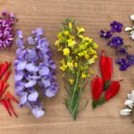 Flavors of Wild flower