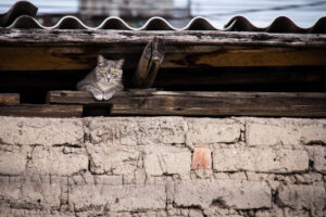 Asbestos Removal