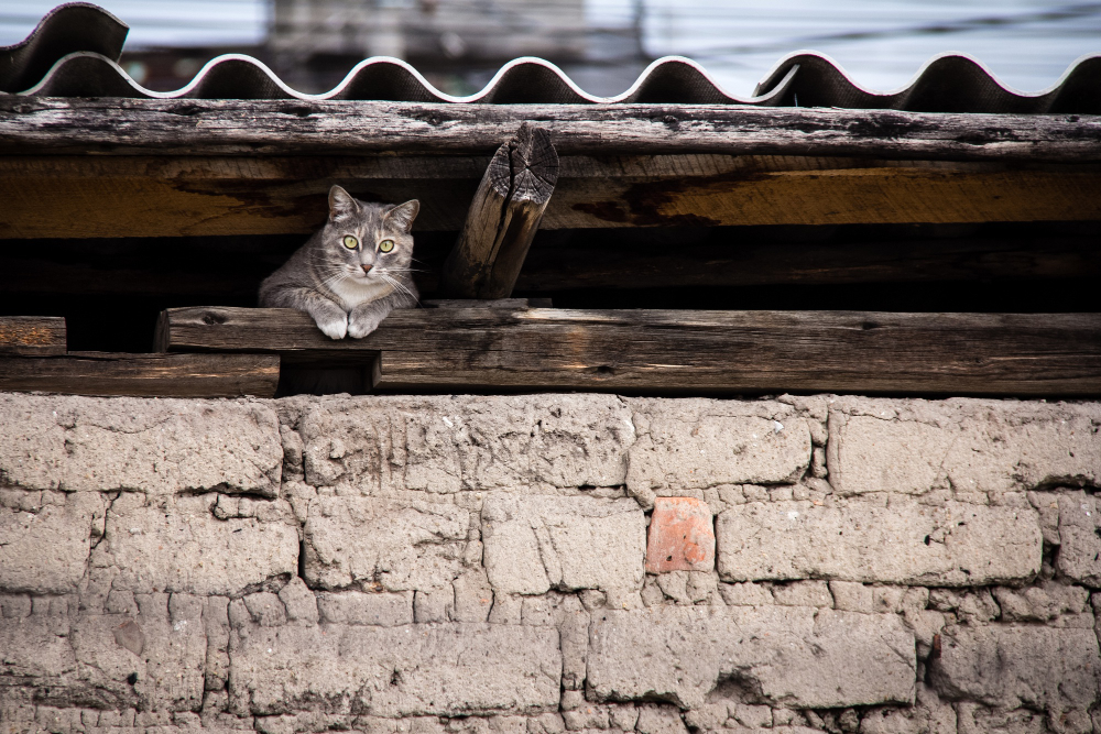 Asbestos Removal