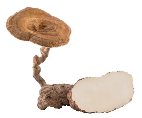 Tiger Milk Mushroom