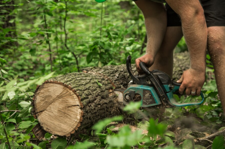 tree removal service Philadelphia, PA