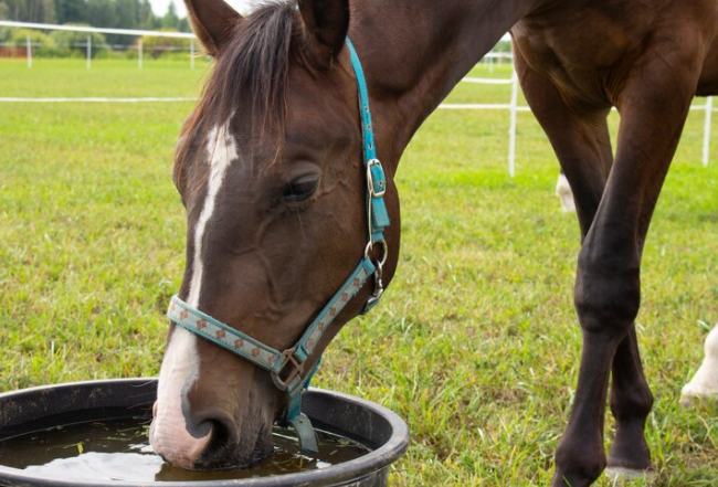 Hoof Conditioner for Horses