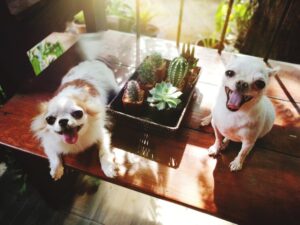 How to Find Dog-Friendly Restaurants Near You